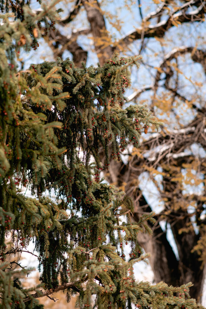 green trees with red berries